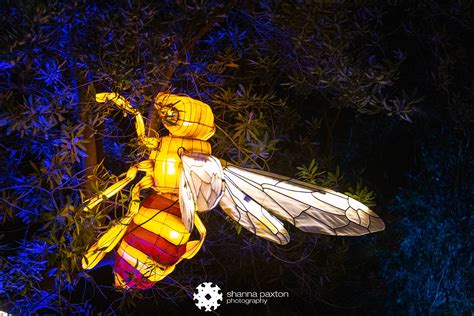 2021-2022 Woodland Park WildLanterns Seattle - I’m Shanna, your ...