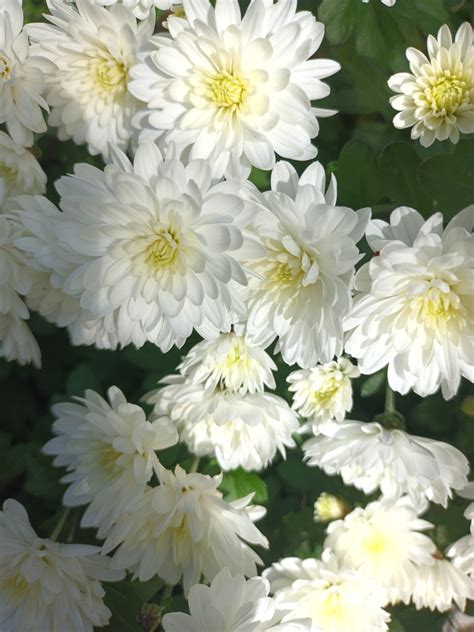 Free Images : white, petal, botany, chamaemelum nobile, groundcover ...