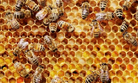 Bees Algorithm Applications 的图像结果