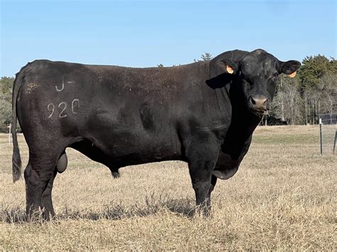 Angus Bulls – Texas Salebarn