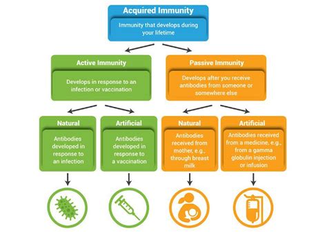 How does the immune system help in cancer and its treatment?