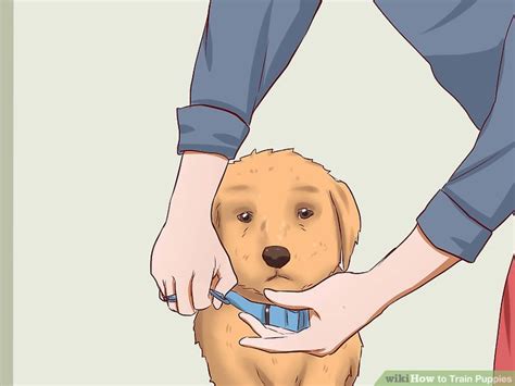 6 Ways to Train Puppies - wikiHow