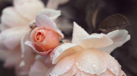 Download wallpaper 1920x1080 rose, petals, drops, wet, pink full hd ...