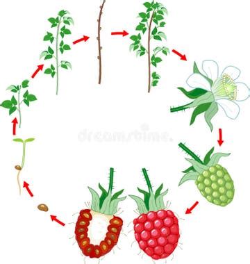 Raspberry Growing Time-Lapse 的图像结果