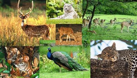 Gomarda Wildlife Sanctuary, Gomarda Wildlife Park in Raigarh