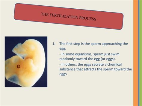 fertilization process explained 的图像结果