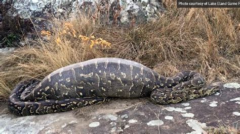 Image result for Porcupine Python