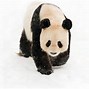 Image result for Stuffed Panda