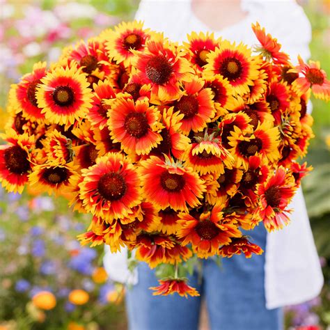 Blanket Flower Seeds | Flower Seeds in Packets & Bulk | Eden Brothers