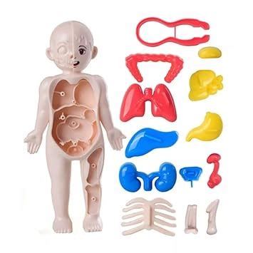 Buy Ji and Ja® Kids 3D Human Body (Part Model Educational Toy Set ...