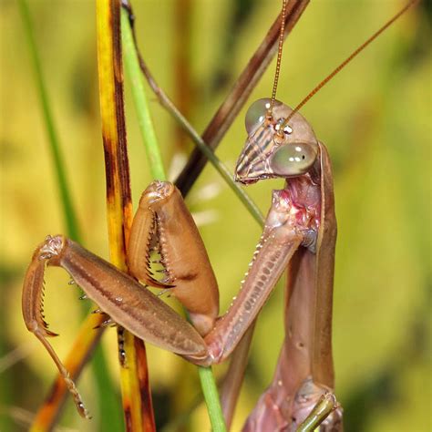Praying mantis deserves a dangerous reputation as the insect that's ...