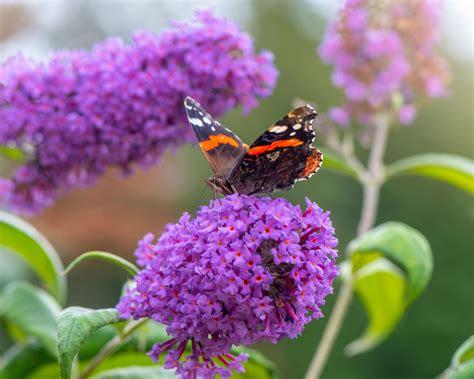 How to care for a butterfly bush: get the best from buddleia | Homes ...