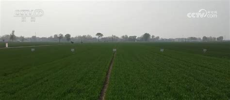 农田 的图像结果
