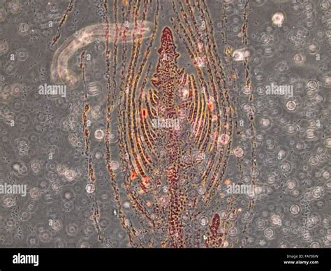 Beauty of Biology under microscopy Stock Photo - Alamy