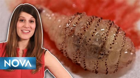 Image result for Scientific Method Bacon