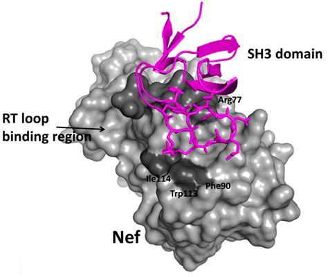 Surfing the Protein-Protein Interaction Surface Using Docking Methods ...