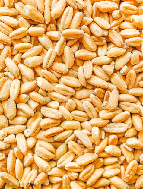Farro Grain What Is It at Gemma Nock blog
