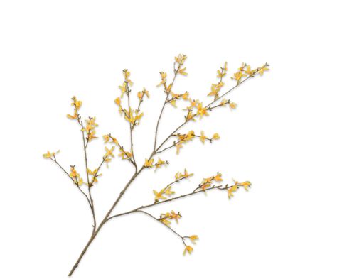 Forsythia Spray Yellow 120 cm – Banaras Bhang