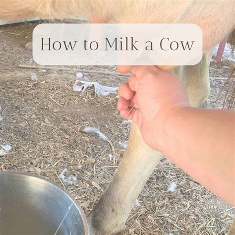 How to Milk a Cow by Hand - Rivers Family Farm