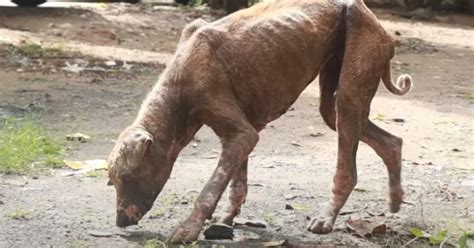 Image result for Dog Infested with Maggots