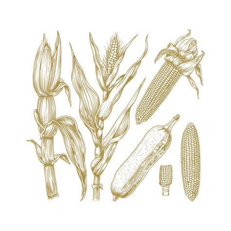 Corn engraving design vector template | Premium AI-generated vector