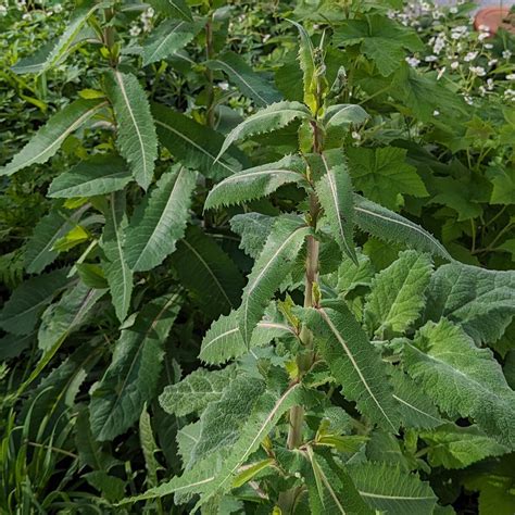 Wild Opium Lettuce (Lactuca virosa) seeds