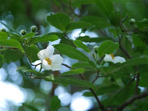 6月16日時点で 夏椿（沙羅の花）が見頃です。 - 北区、神戸市立森林植物園の写真 - トリップアドバイザー