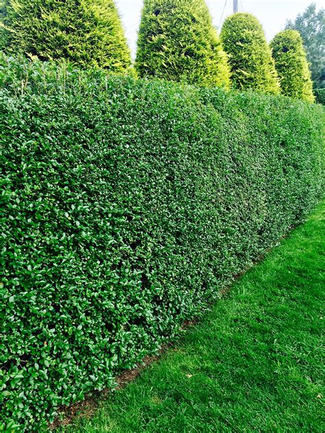 20 Green Privet Hedging Evergreen Plants Fast Growing Shrubs 30 ...