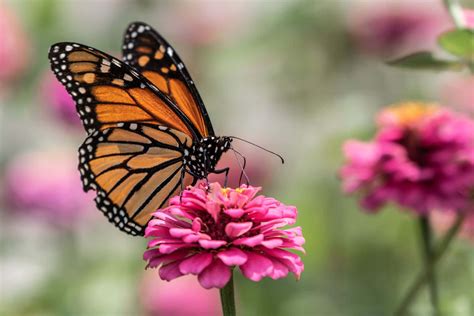 Download Monarch Butterfly Pictures | Wallpapers.com