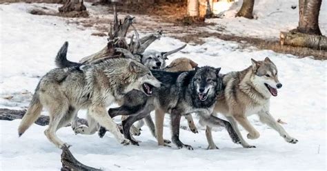 Image result for Positive Social Behavior of Wolves