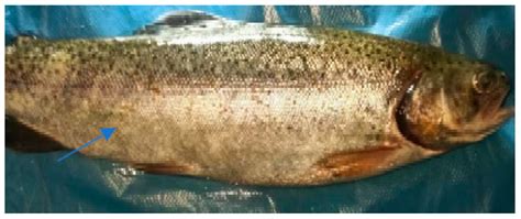 Septicemic Outbreak in A Rainbow Trout Intensive Aquaculture System ...