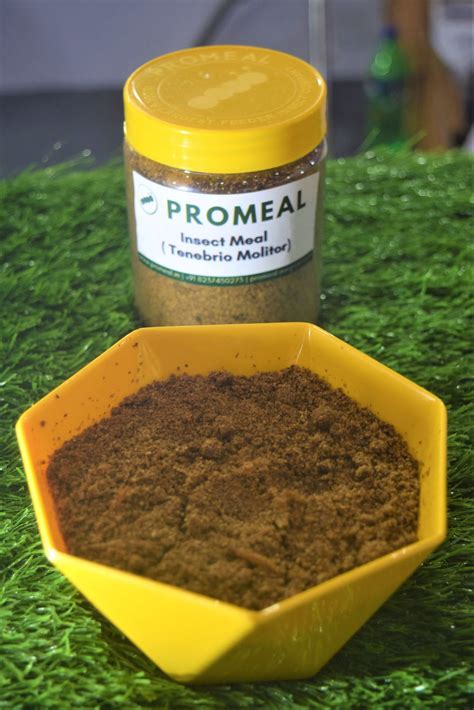 "The Benefits of Insect-Based Pet Food: What You Need to Know"