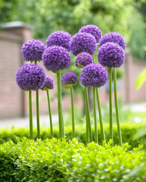 Identify Tall Purple Flower