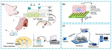 Research Progress of Taste Biosensors in Simulating Taste Transduction ...