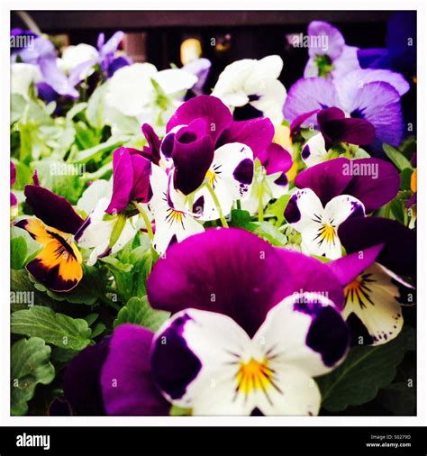 Violas And Pansies High Resolution Stock Photography and Images - Alamy