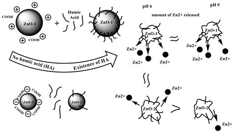 Single and Combined Toxicity Effects of Zinc Oxide Nanoparticles: Uptake and Accumulation in ...