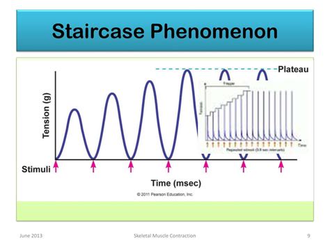 Image result for Treppe Muscle Contraction