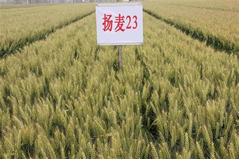 扬麦33小麦品种简介,扬辐麦13号,宁麦13_大山谷图库