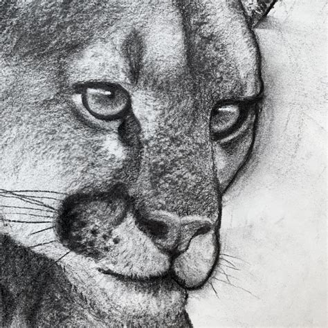 Pencil Drawings Of Mountain Lions