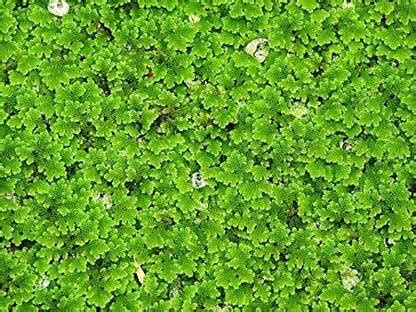 flexi prices azolla Seed Price in India - Buy flexi prices azolla Seed ...