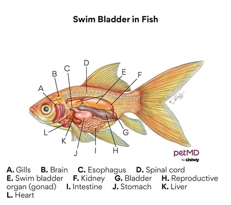 Swim Bladder Disease in Fish: Symptoms & Treatment | PetMD