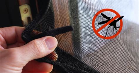 ¿Cómo eliminar mosquitos de la casa de manera natural?