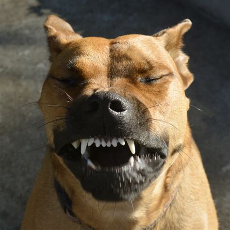 What Does Reverse Sneezing In Dogs Mean