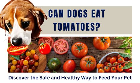 Can Dogs Eat Tomatoes? Discover the Safe and Healthy Way to Feed Your Pet – Pooch Ooze