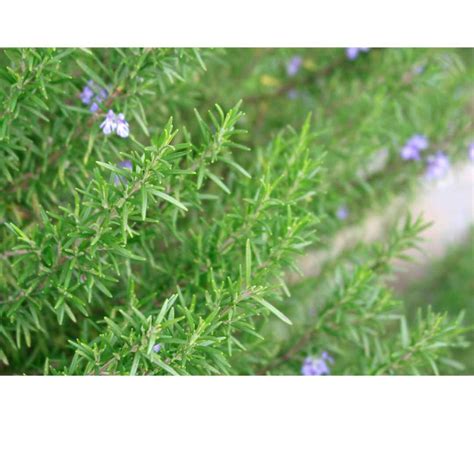 20 Low Maintenance Bushes That Looks Stunning In Front Of House - Time ...