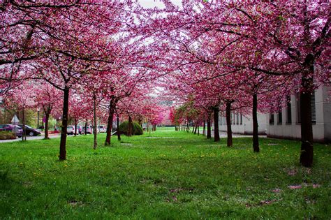 Image result for What Is Spring