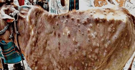 Lumpy disease grips J&K: Authorities awake from deep slumber ...