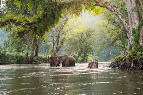 Saving elephants and helping farmers | The Zoological Society of London