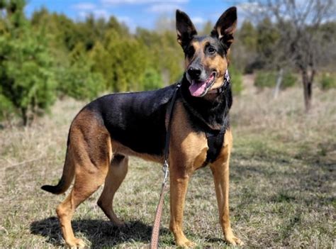 German Shepherd And Doberman Mix