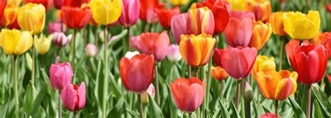 Integrity Funeral Service | Henryetta OK funeral home and cremation